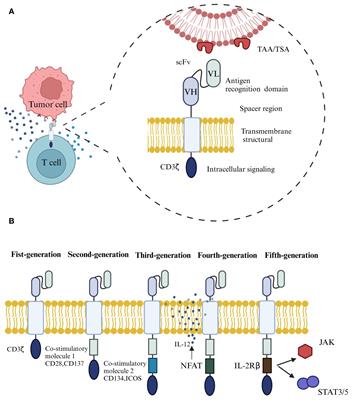 CAR-T cell therapy in advanced thyroid cancer: from basic to clinical